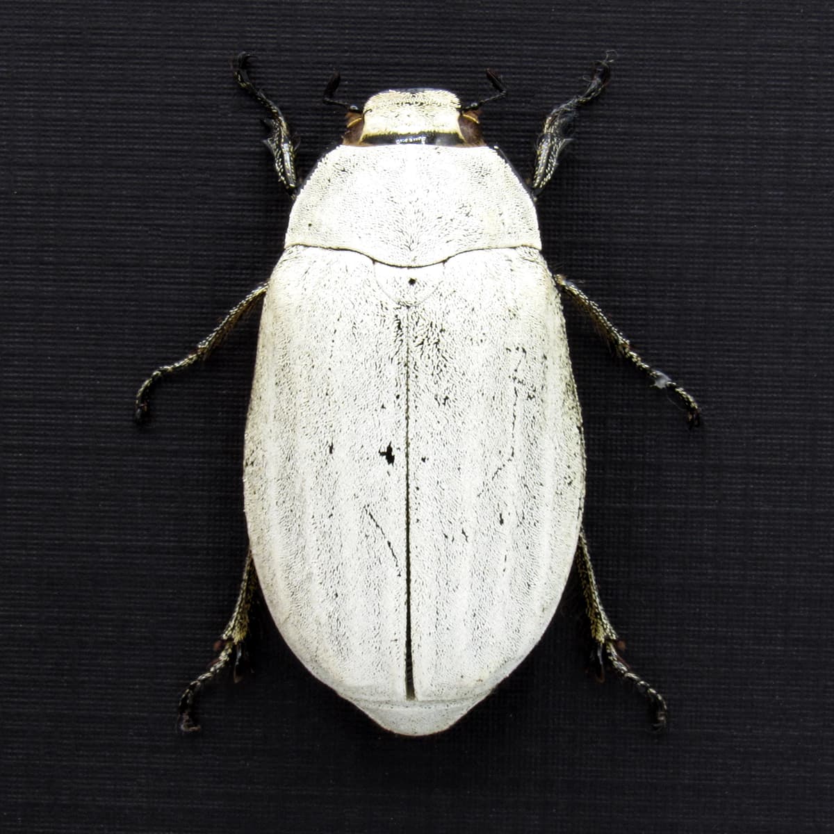 Real large White Scarab beetle framed taxidermy - Lepidiota stigma