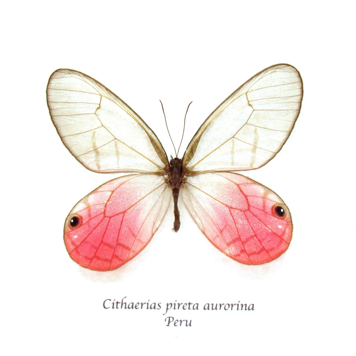 Real pink Blushing Phantom butterfly framed taxidermy - Cithaerias pireta aurorina