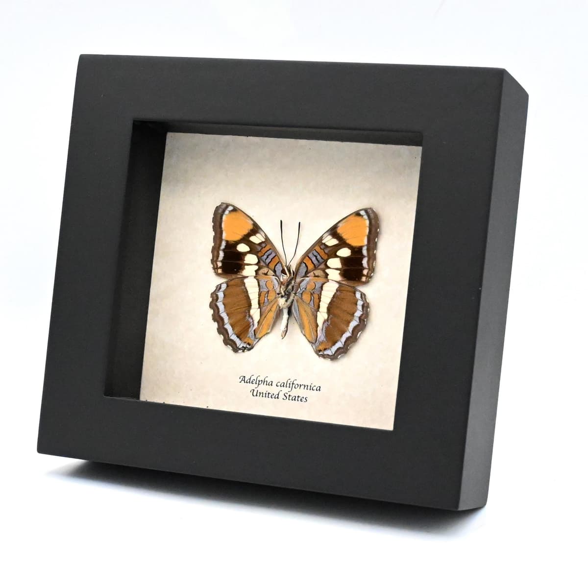 Real lavender California Sister butterfly framed taxidermy - Adelpha californica