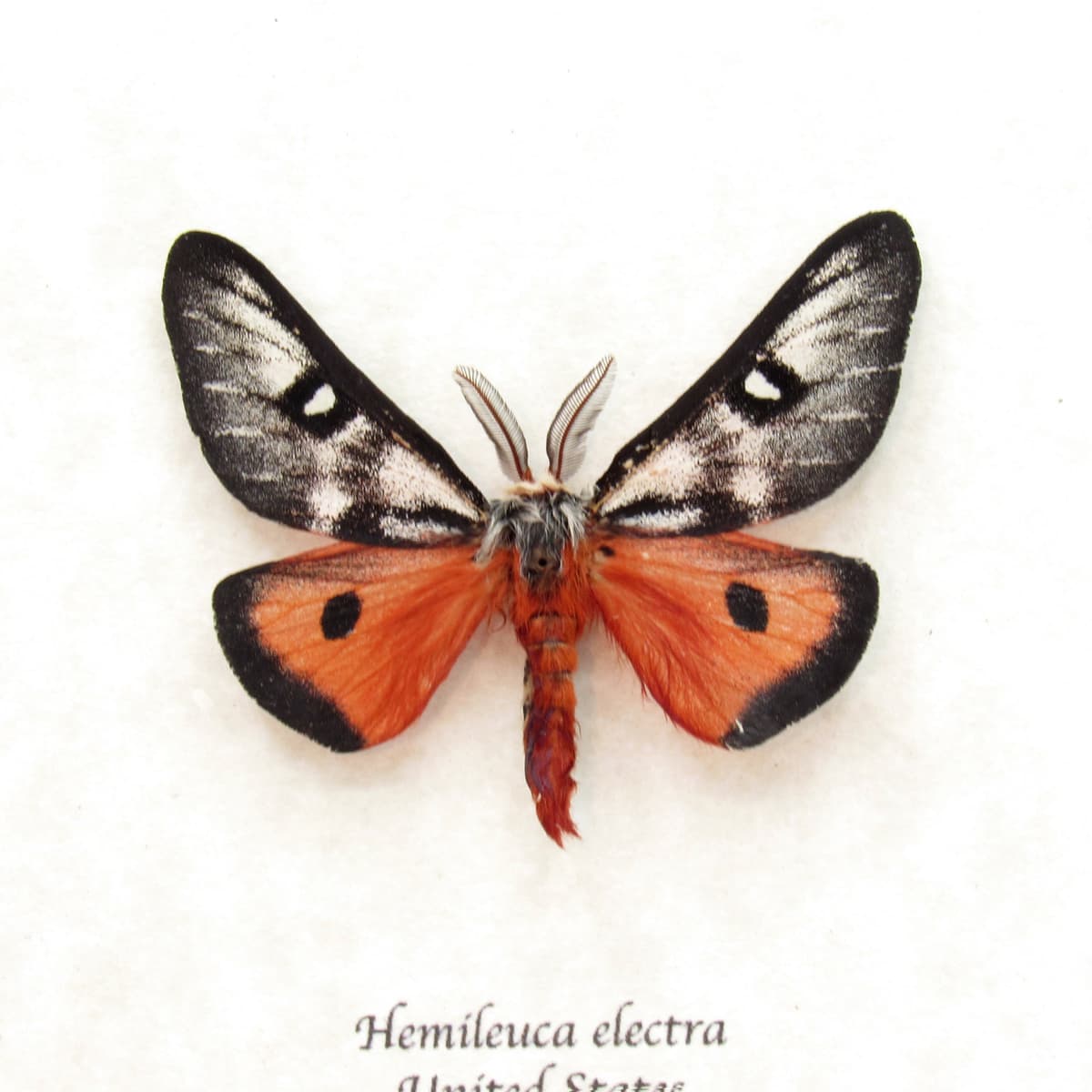Real red Electra Buckmoth framed taxidermy - Hemileuca electra
