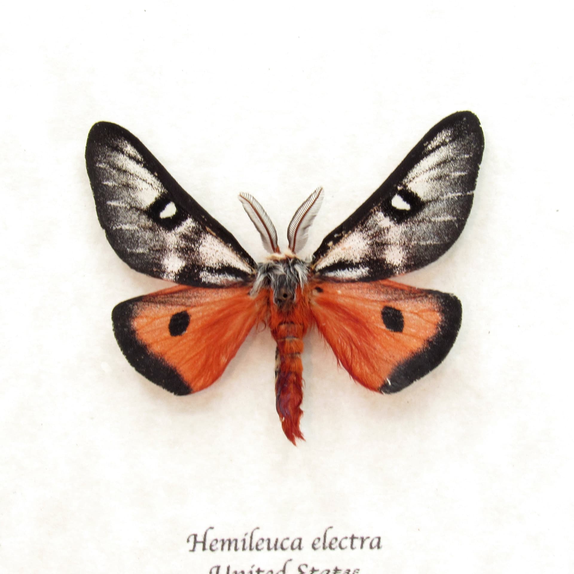 Real red Electra Buckmoth framed taxidermy - Hemileuca electra