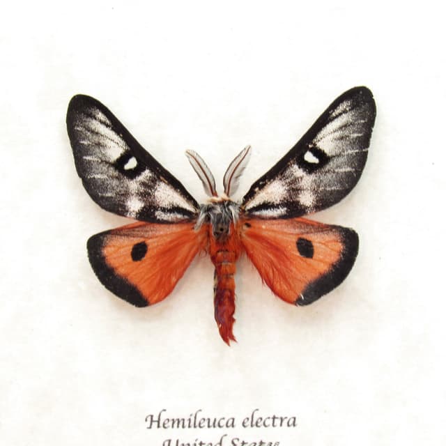 Real red Electra Buckmoth framed taxidermy - Hemileuca electra