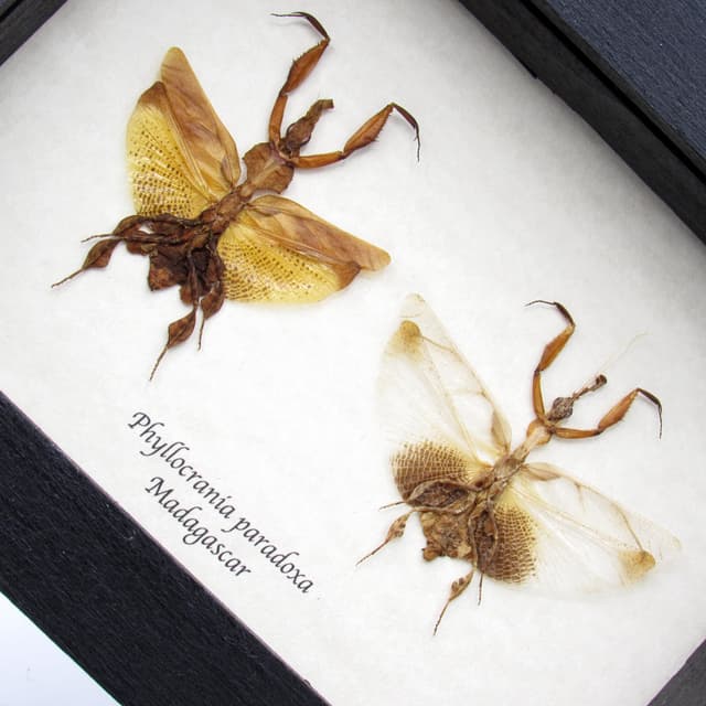 Rare Ghost Mantids framed taxidermy - Phyllocrania paradoxa - male and female pair