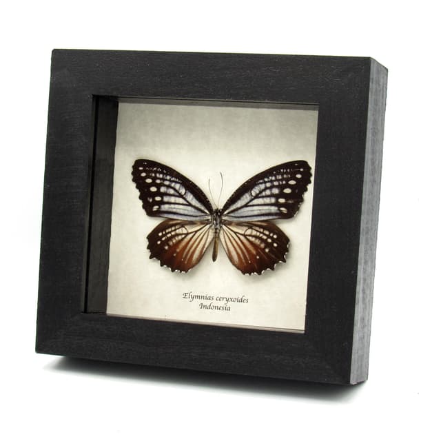 Real Nymphalid butterfly framed taxidermy - Elymnias ceryxoides