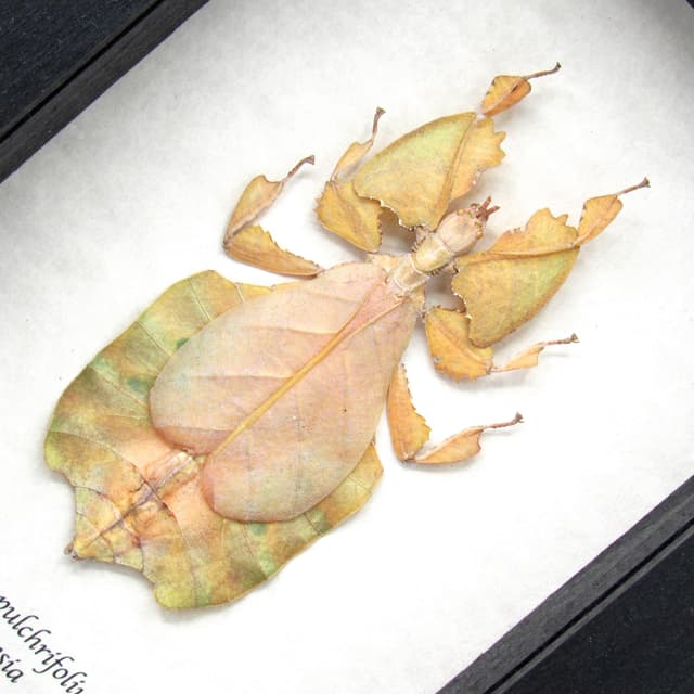 Rare yellow Walking Leaf bug framed taxidermy - Phyllium pulchrifolium