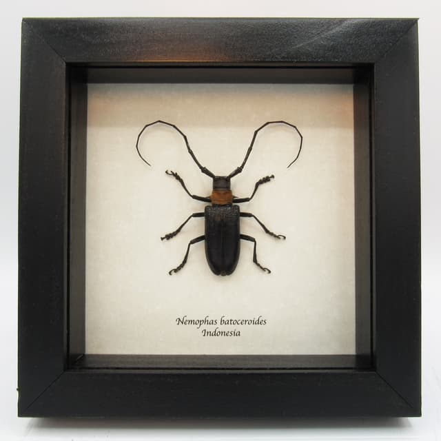 Real Longhorn beetle framed taxidermy - Nemophas batoceroides (female)