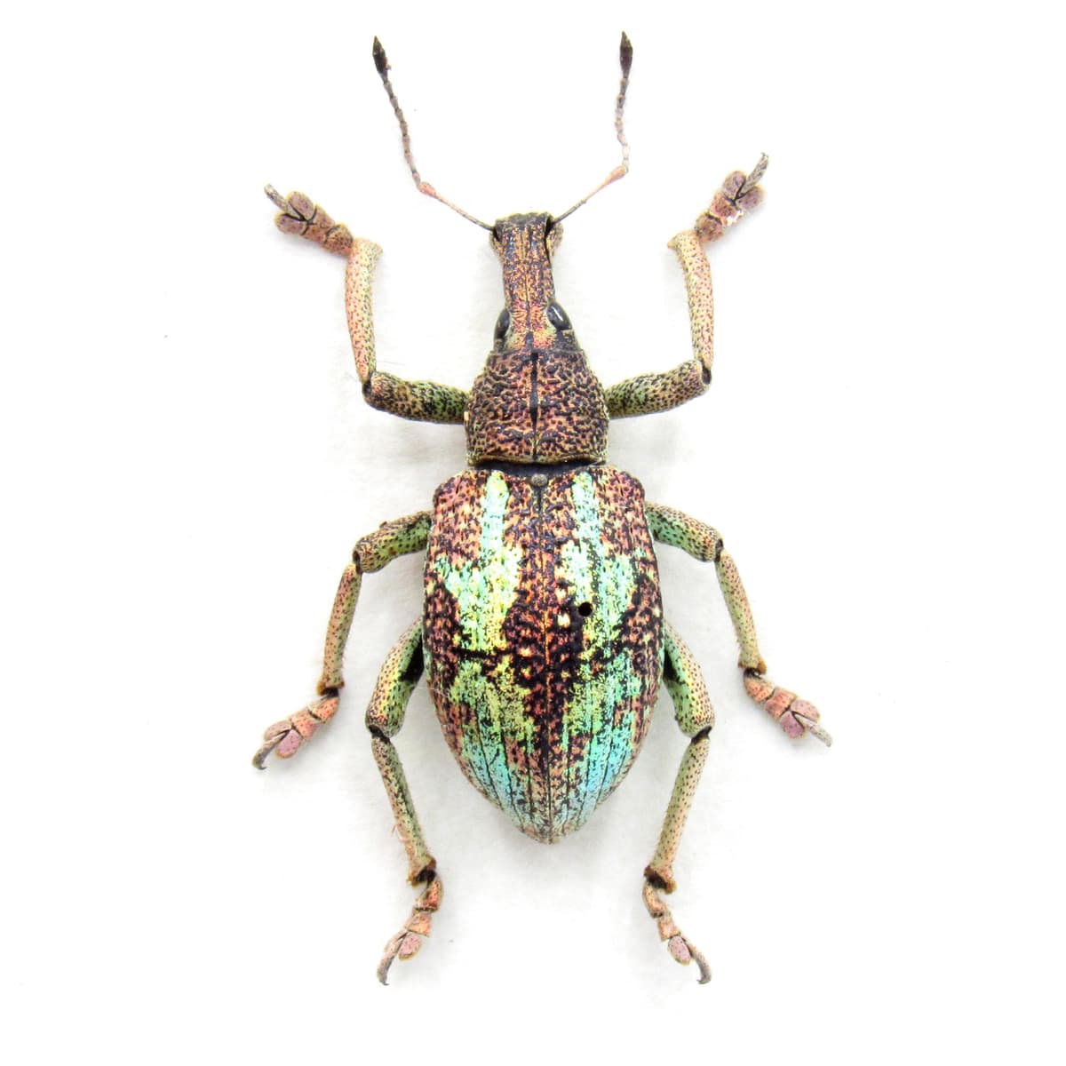 Rare weevil framed taxidermy - Rhinoscapha species
