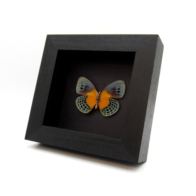 Rare metallic butterfly framed taxidermy - Asterope degandii bartletti - large female