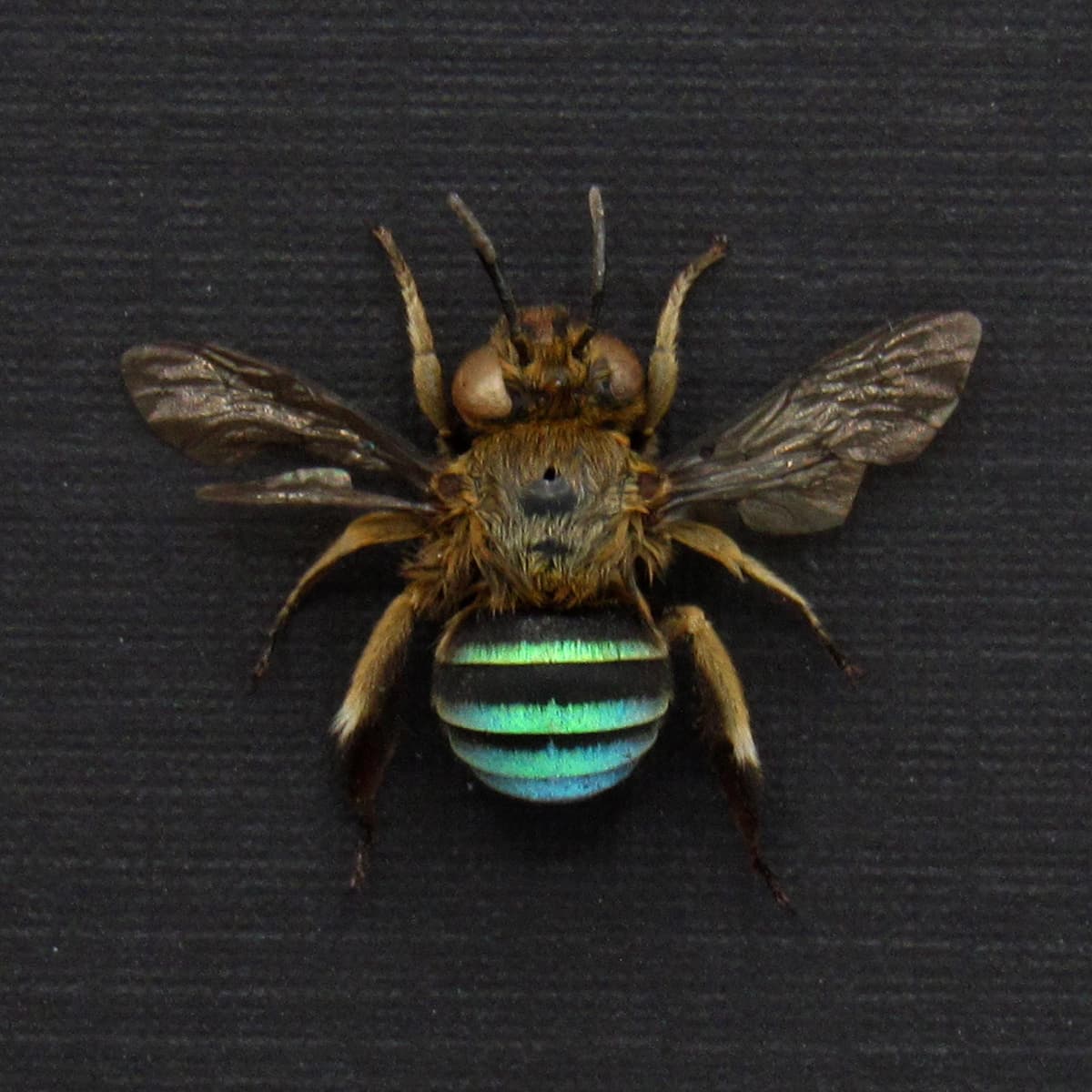 Real Blue-banded bee framed taxidermy - Amegilla cingulata