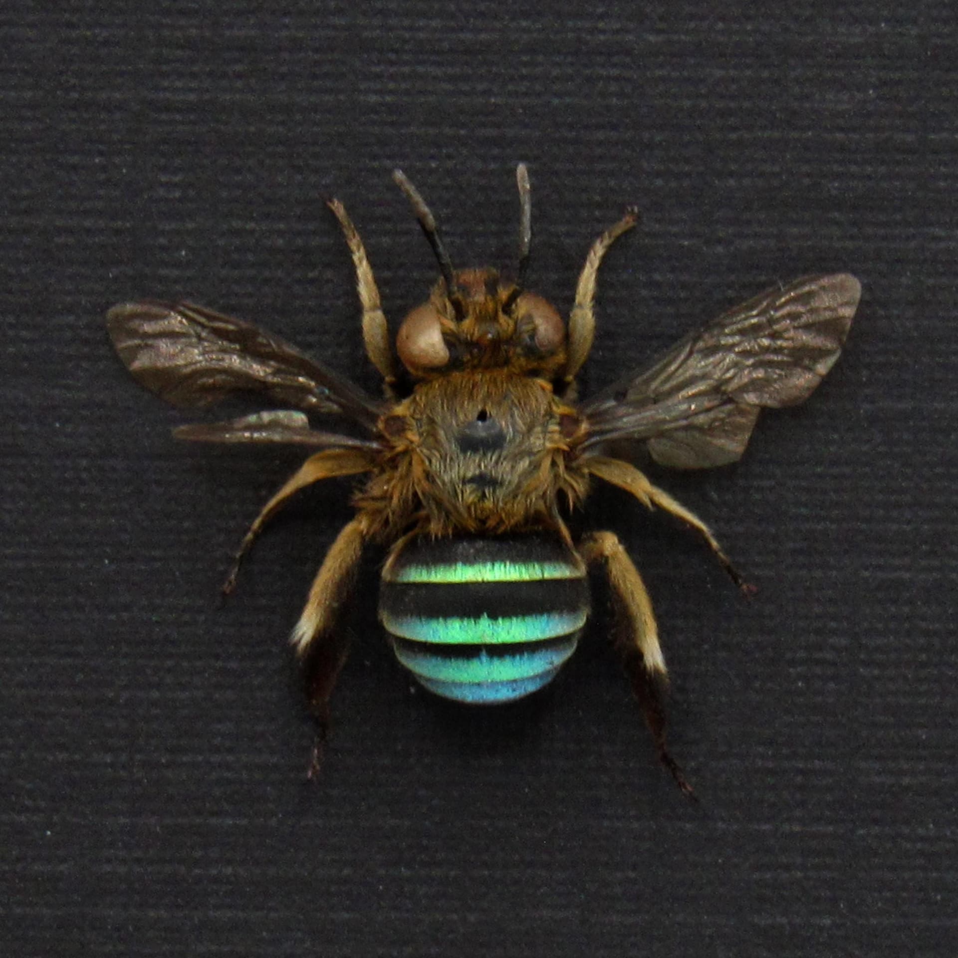 Real Blue-banded bee framed taxidermy - Amegilla cingulata
