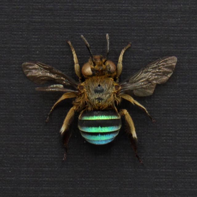 Real Blue-banded bee framed taxidermy - Amegilla cingulata