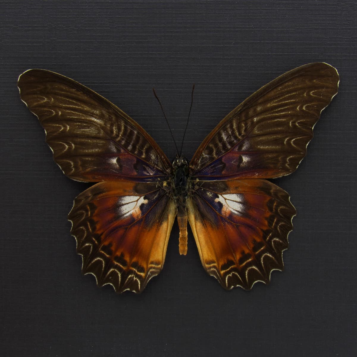 Real Violet Lacewing butterfly framed taxidermy - Cethosia myrina sarnada