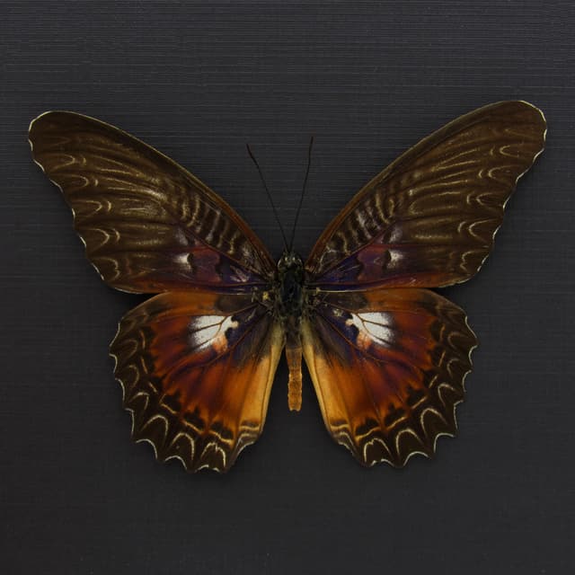 Real Violet Lacewing butterfly framed taxidermy - Cethosia myrina sarnada