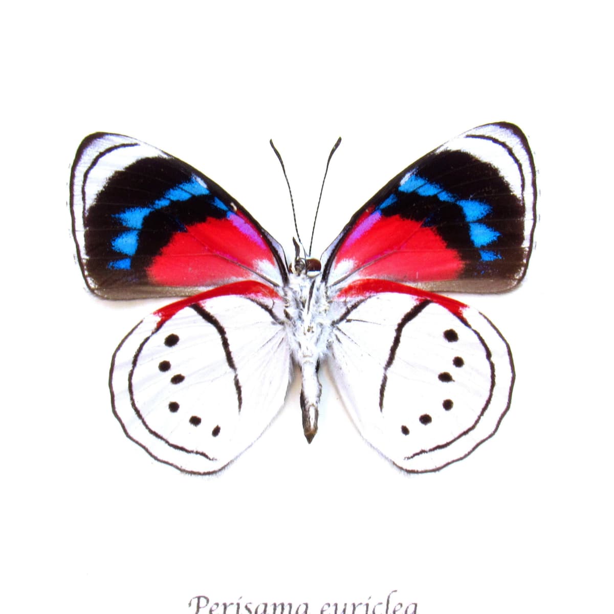 Real white butterfly framed taxidermy - Perisama euriclea