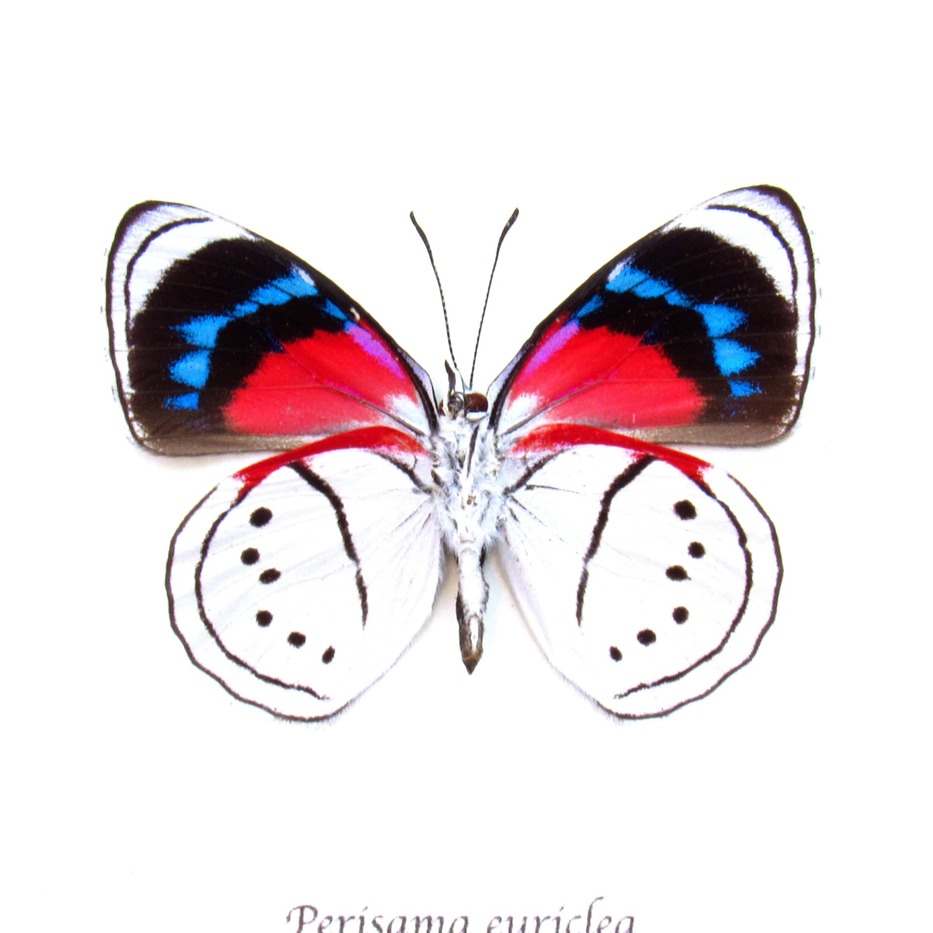 Real white butterfly framed taxidermy - Perisama euriclea