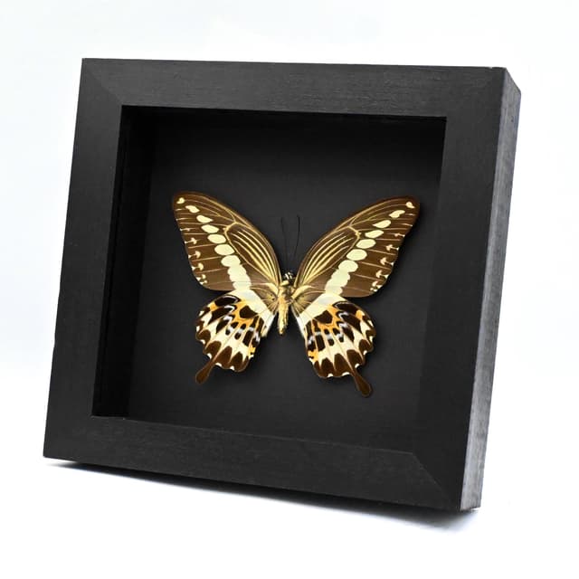 Real framed taxidermy butterfly - Papilio gigon - XL female