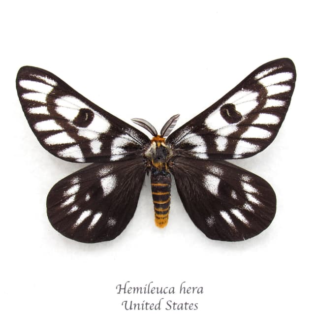 Rare Sagebrush Sheep moth framed taxidermy - Hemileuca hera - dark form - XL