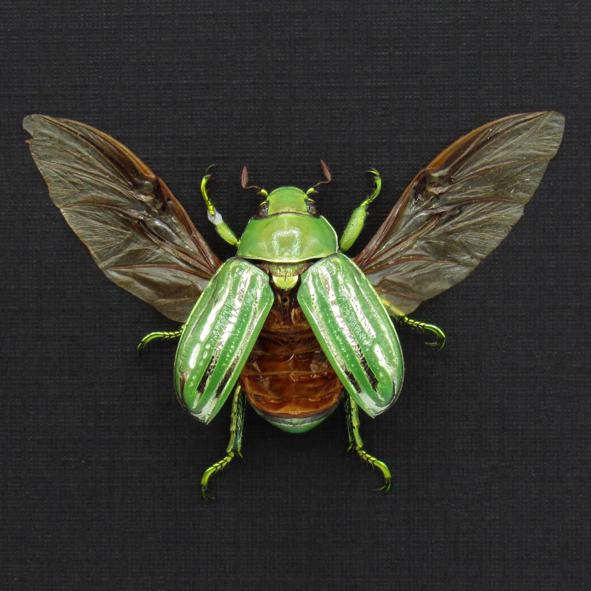 Real metallic Jewel beetle framed taxidermy - Chrysina gloriosa