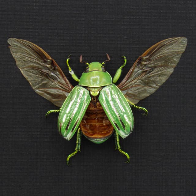 Real metallic Jewel beetle framed taxidermy - Chrysina gloriosa