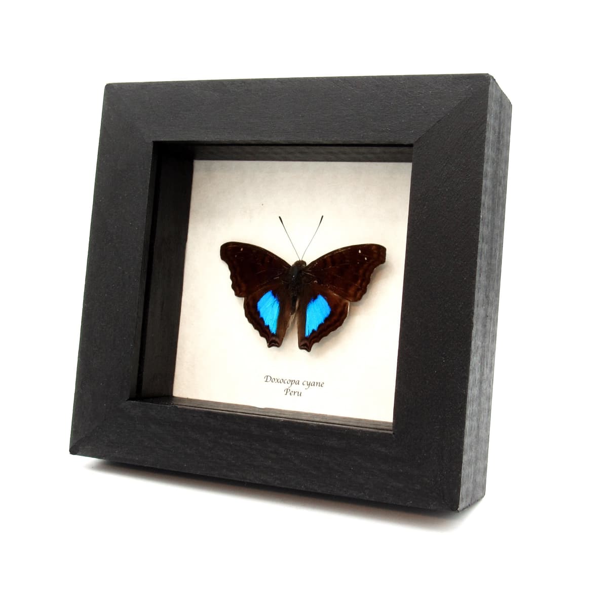 Real Turquoise Emperor butterfly framed taxidermy - Doxocopa cyane - Victorian mount