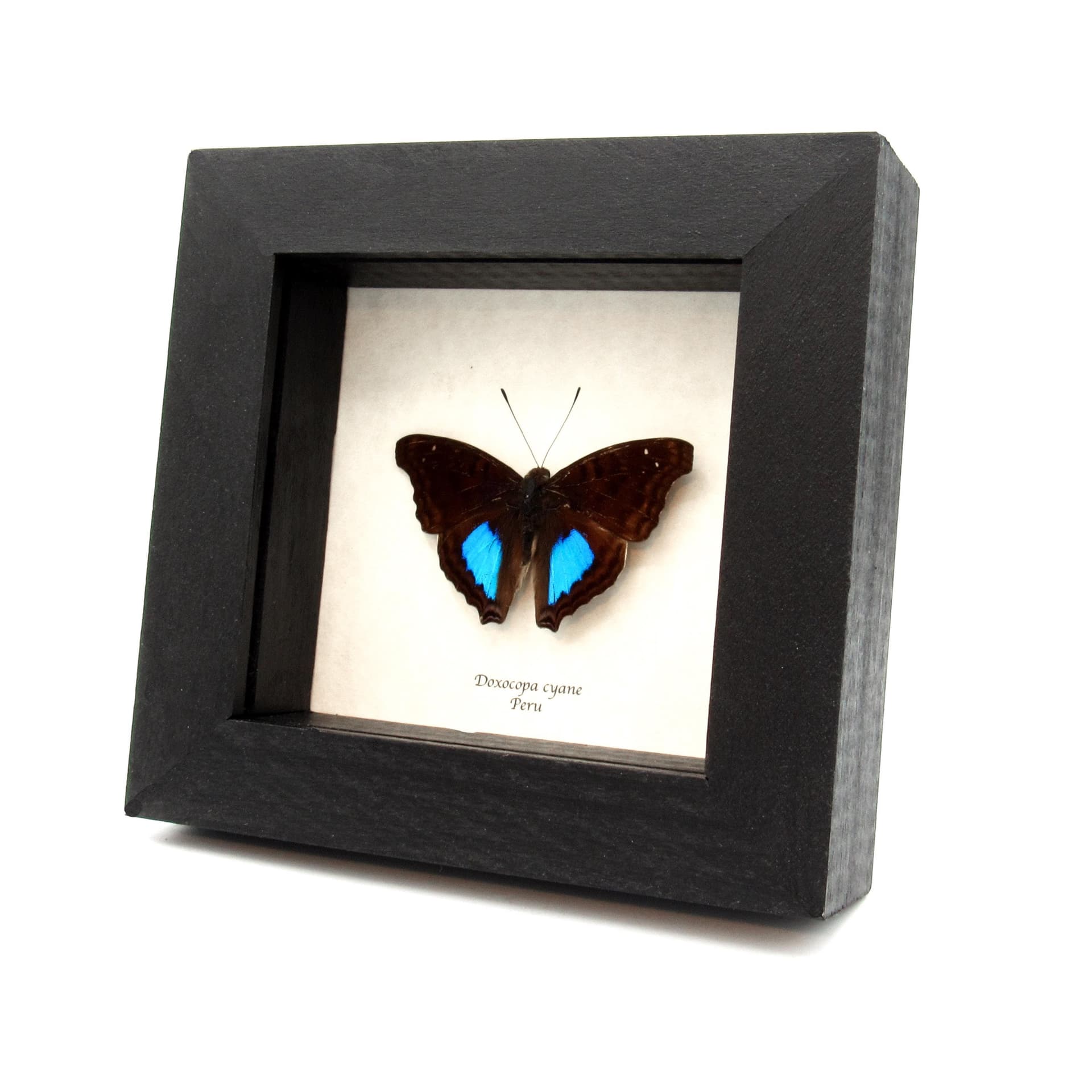 Real Turquoise Emperor butterfly framed taxidermy - Doxocopa cyane - Victorian mount