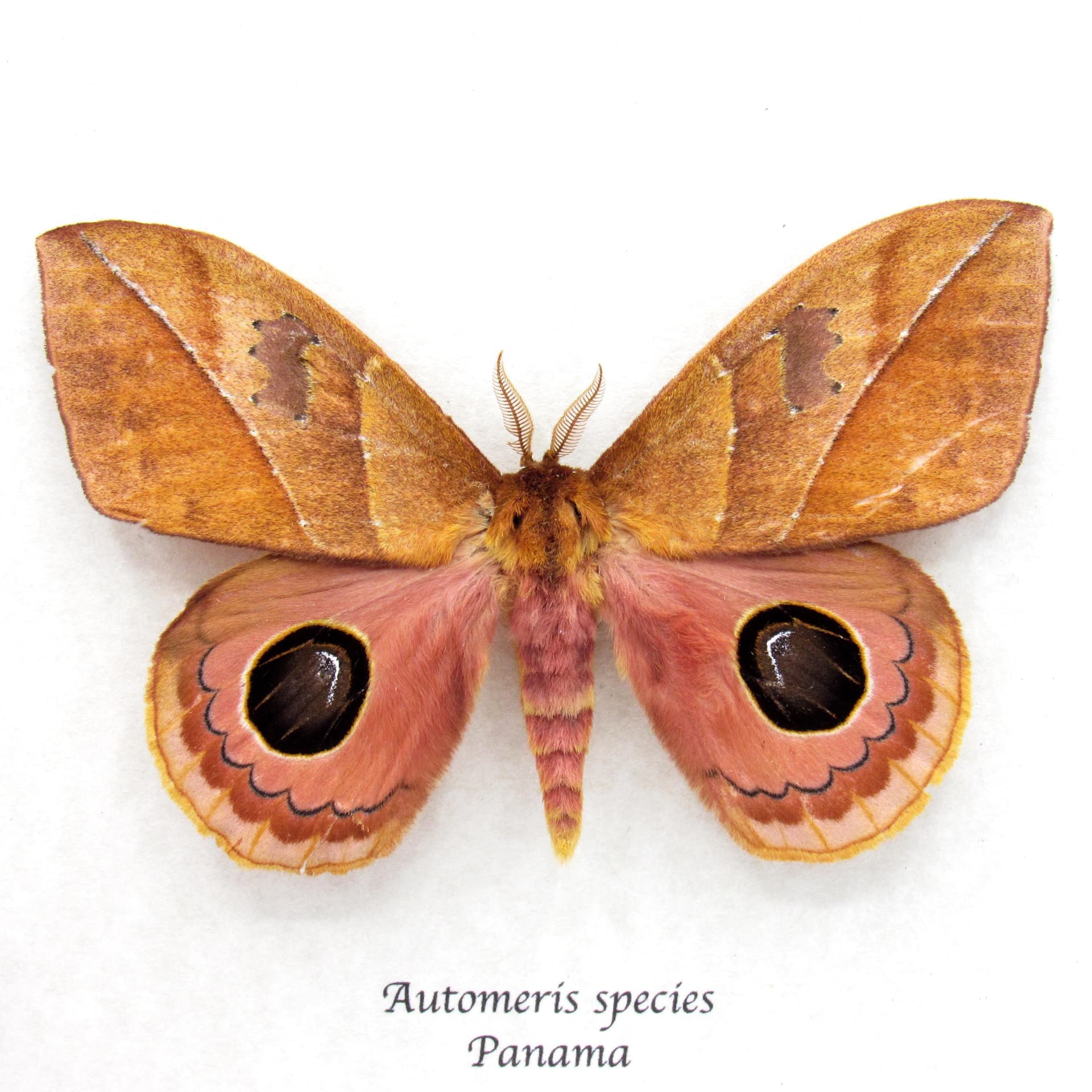 Rare Saturn moth framed taxidermy - Automeris species