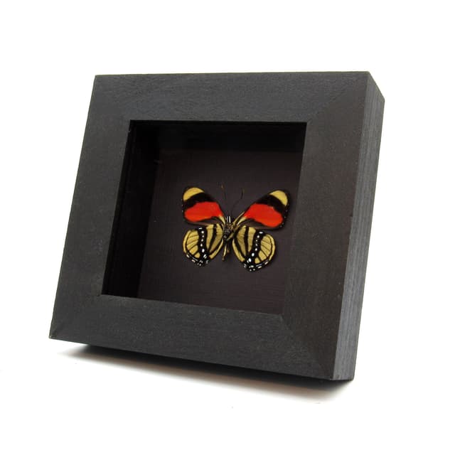 Real red framed taxidermy butterfly - Callicore cajetani