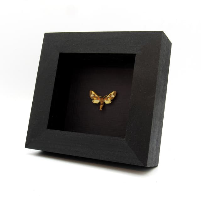Rare African Erebid moth framed taxidermy - Anapisa histrio