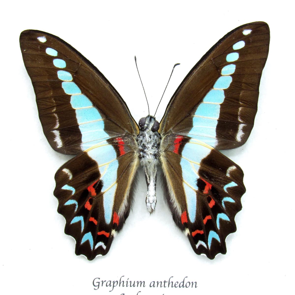 Real Blue Triangle butterfly framed taxidermy - Graphium anthedon