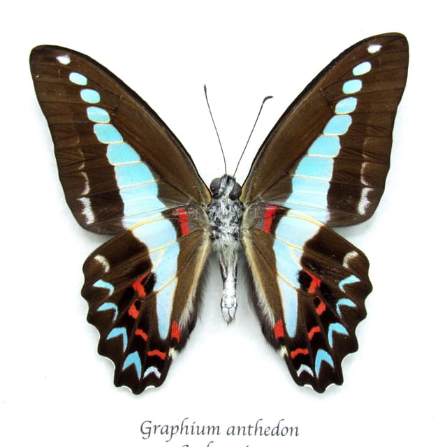 Real Blue Triangle butterfly framed taxidermy - Graphium anthedon