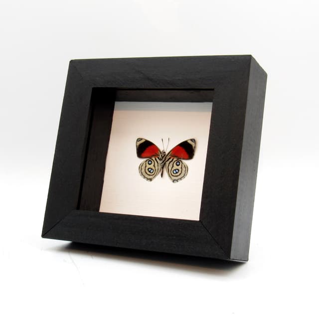 Real Zelphanta Numberwing butterfly framed - Callicore zelphanta