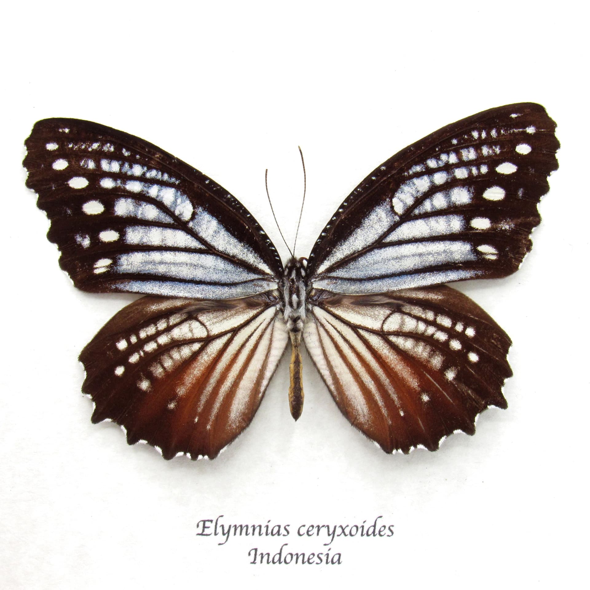 Real Nymphalid butterfly framed taxidermy - Elymnias ceryxoides