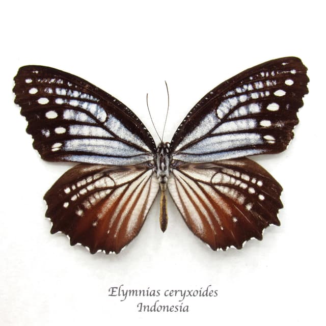 Real Nymphalid butterfly framed taxidermy - Elymnias ceryxoides