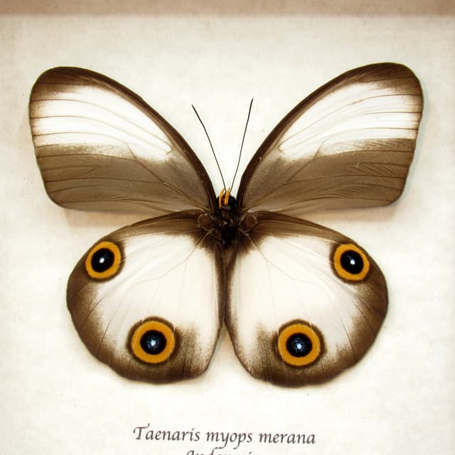 Real Owl butterfly framed taxidermy - Taenaris myops merana - female