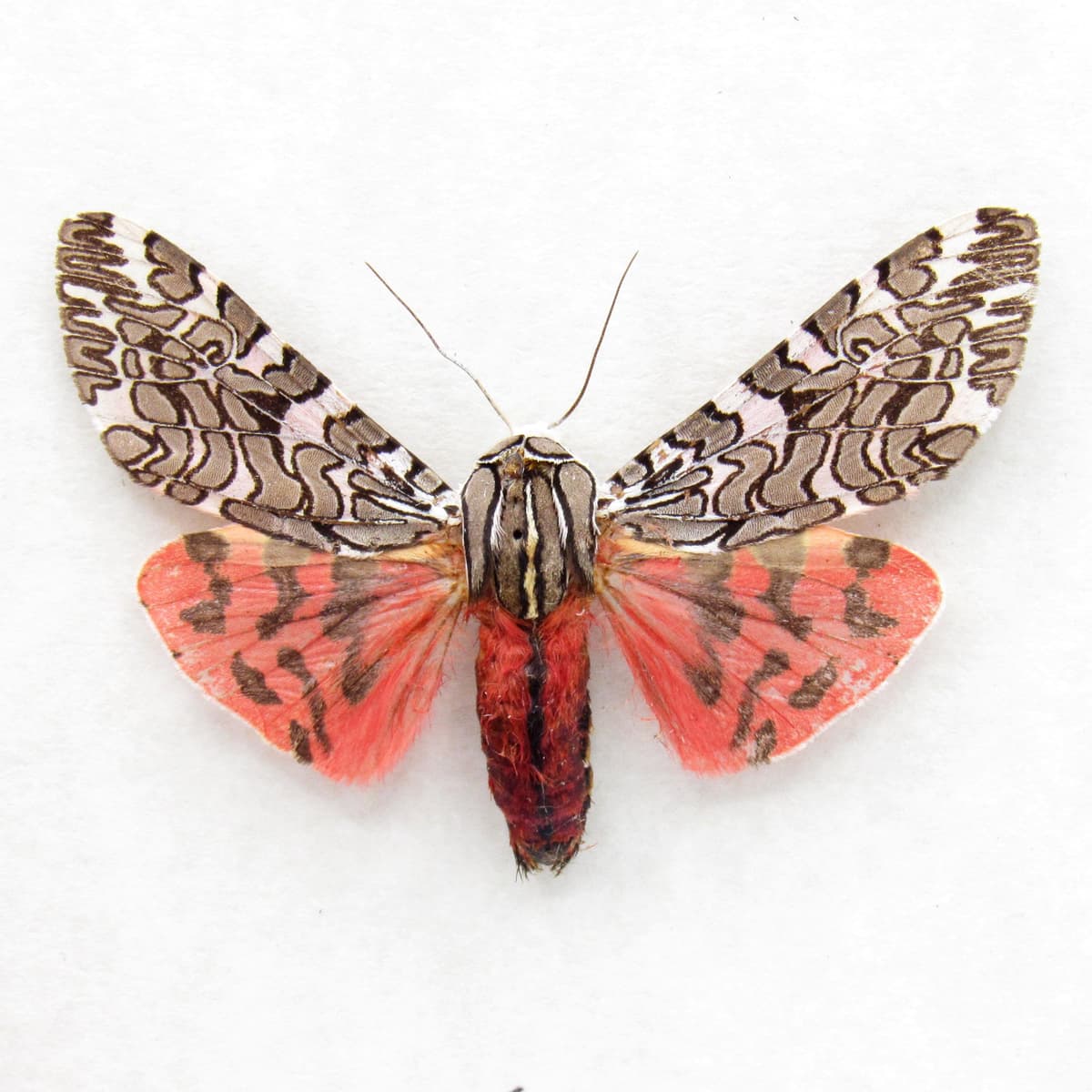 Real red Tiger Moth framed taxidermy - Arachnis picta