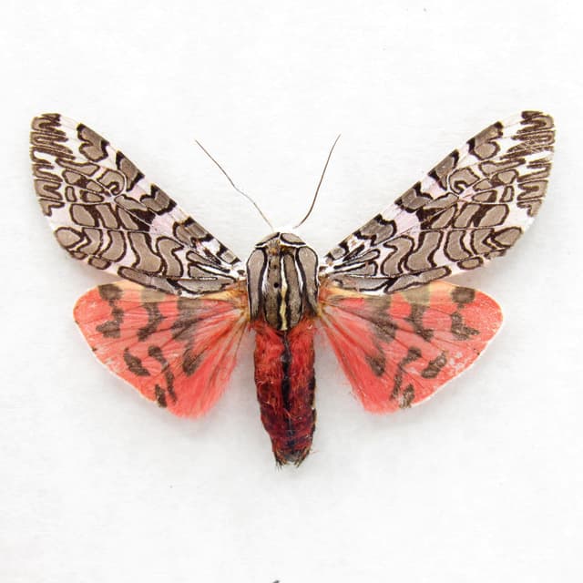 Real red Tiger Moth framed taxidermy - Arachnis picta