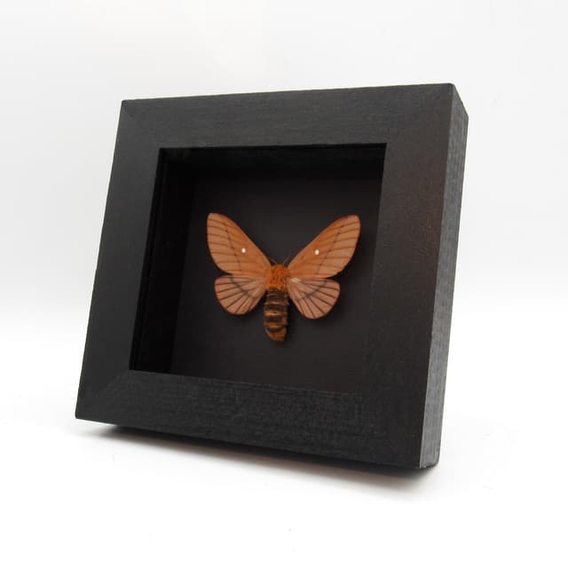 Real Oakworm moth framed taxidermy - Anisota dissimilis - large female