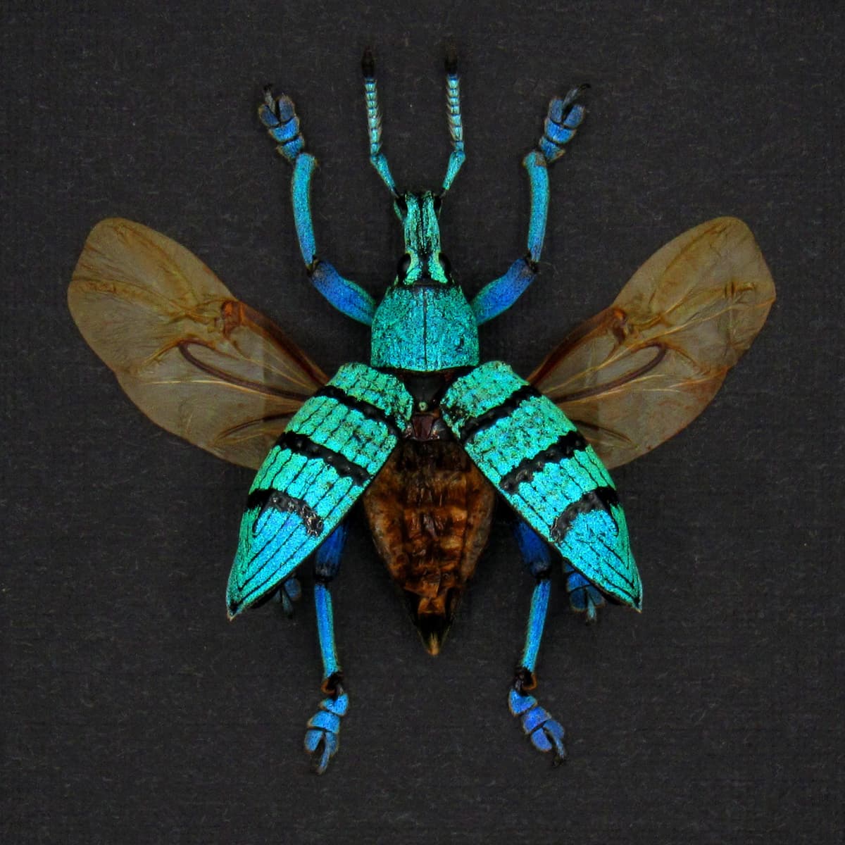 Real blue weevil framed taxidermy - Eupholus geoffroyi - wings open