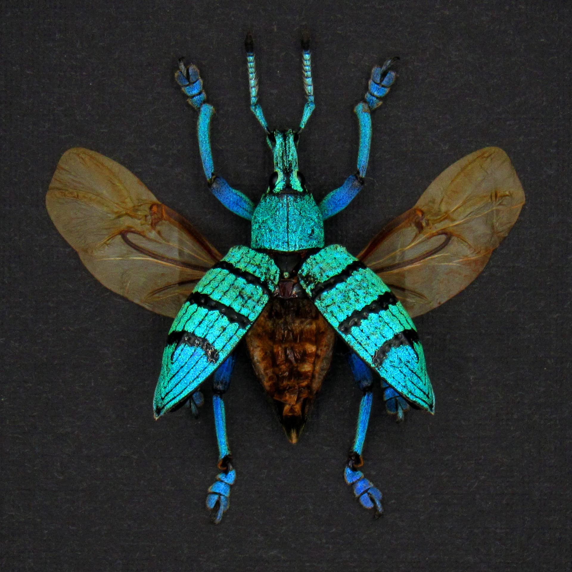 Real blue weevil framed taxidermy - Eupholus geoffroyi - wings open