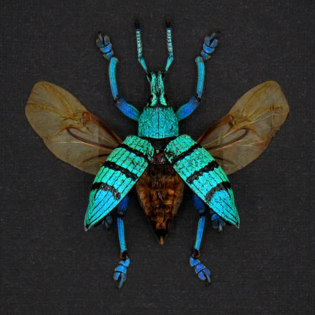 Real blue weevil framed taxidermy - Eupholus geoffroyi - wings open
