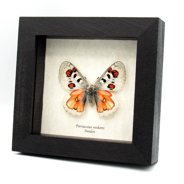 Very rare Hybrid Snow Apollo butterfly framed taxidermy - Parnassius wiskotti - large female
