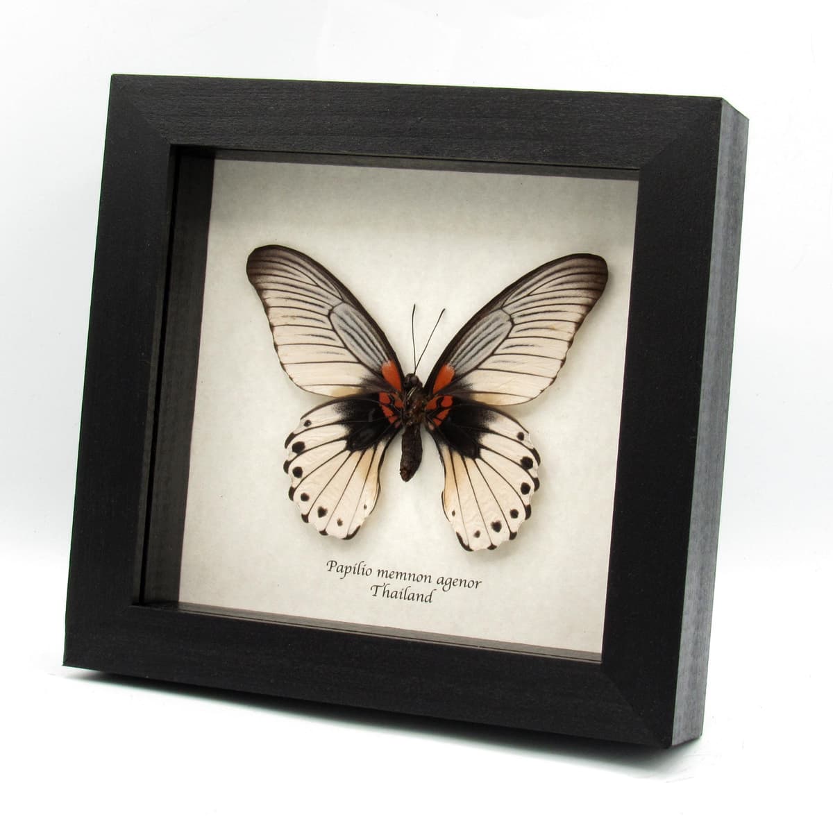 Real Great Mormon butterfly framed taxidermy - Papilio memnon agenor - Extra white female