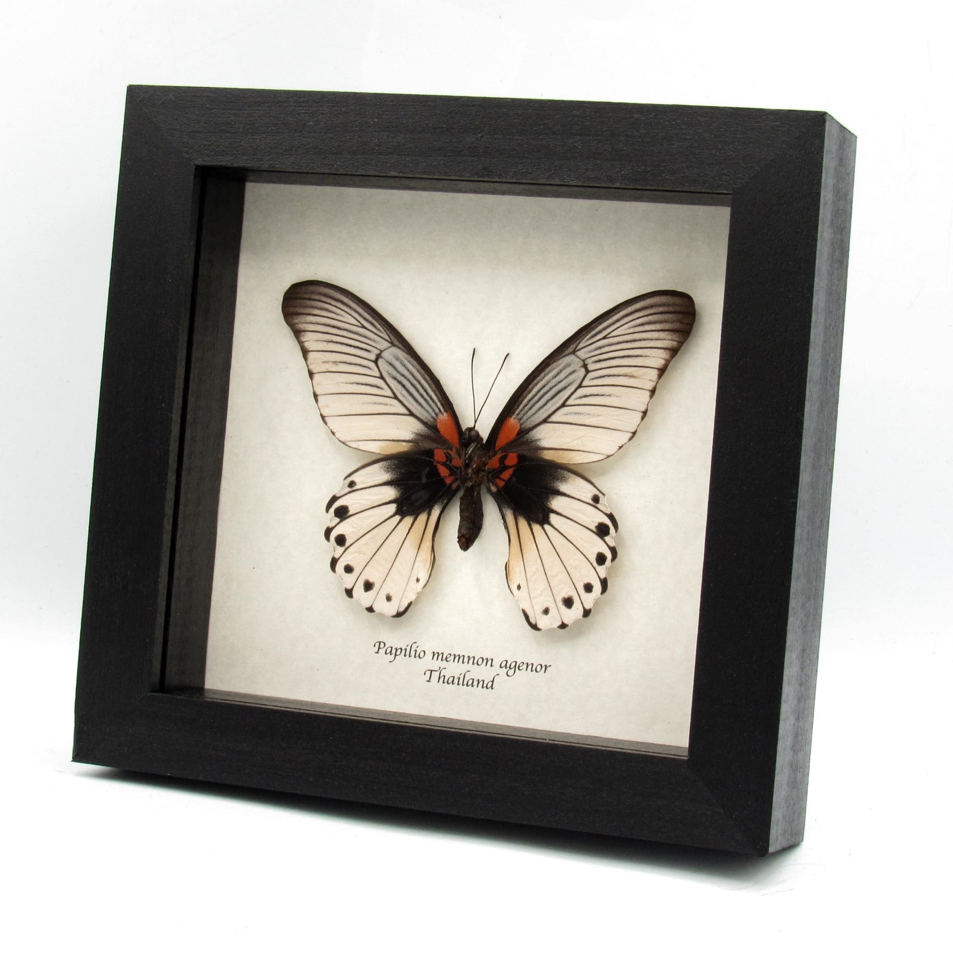 Real Great Mormon butterfly framed taxidermy - Papilio memnon agenor - Extra white female