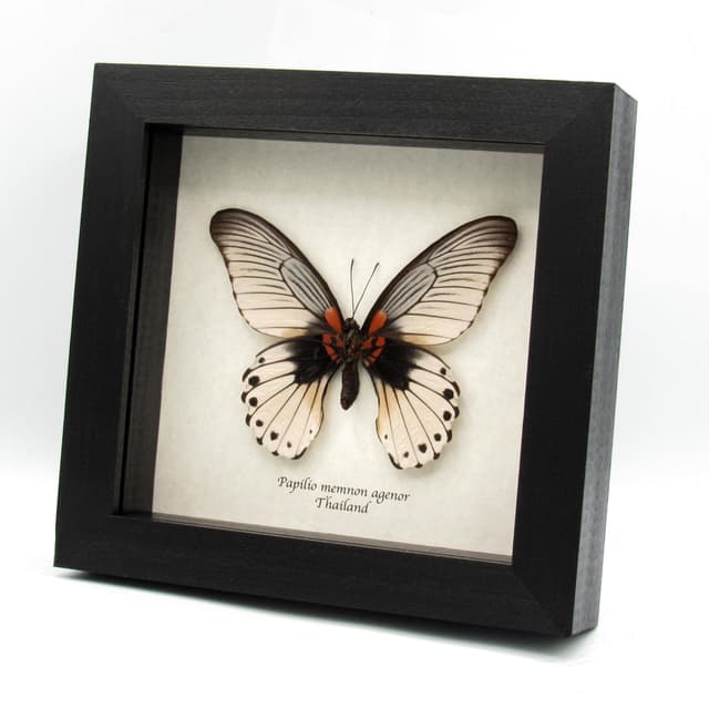 Real Great Mormon butterfly framed taxidermy - Papilio memnon agenor - Extra white female