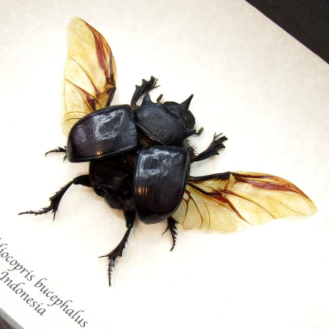Real XL Dung Beetle framed taxidermy - Heliocopris bucephalus