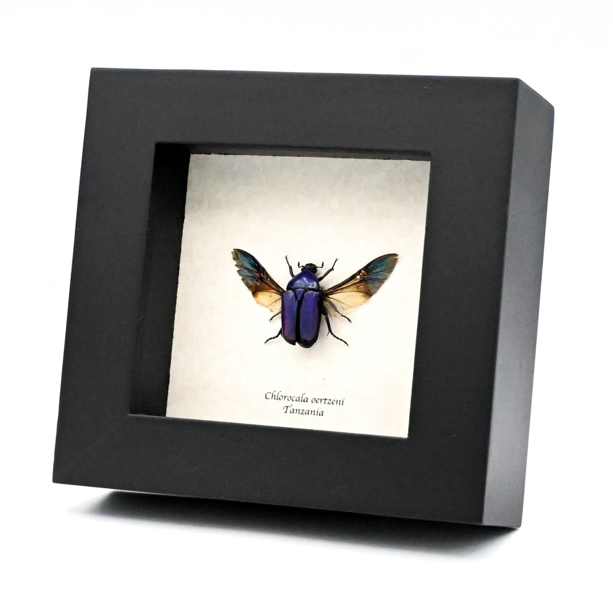 Real Purple Flower beetle framed taxidermy - Chlorocala oertzeni