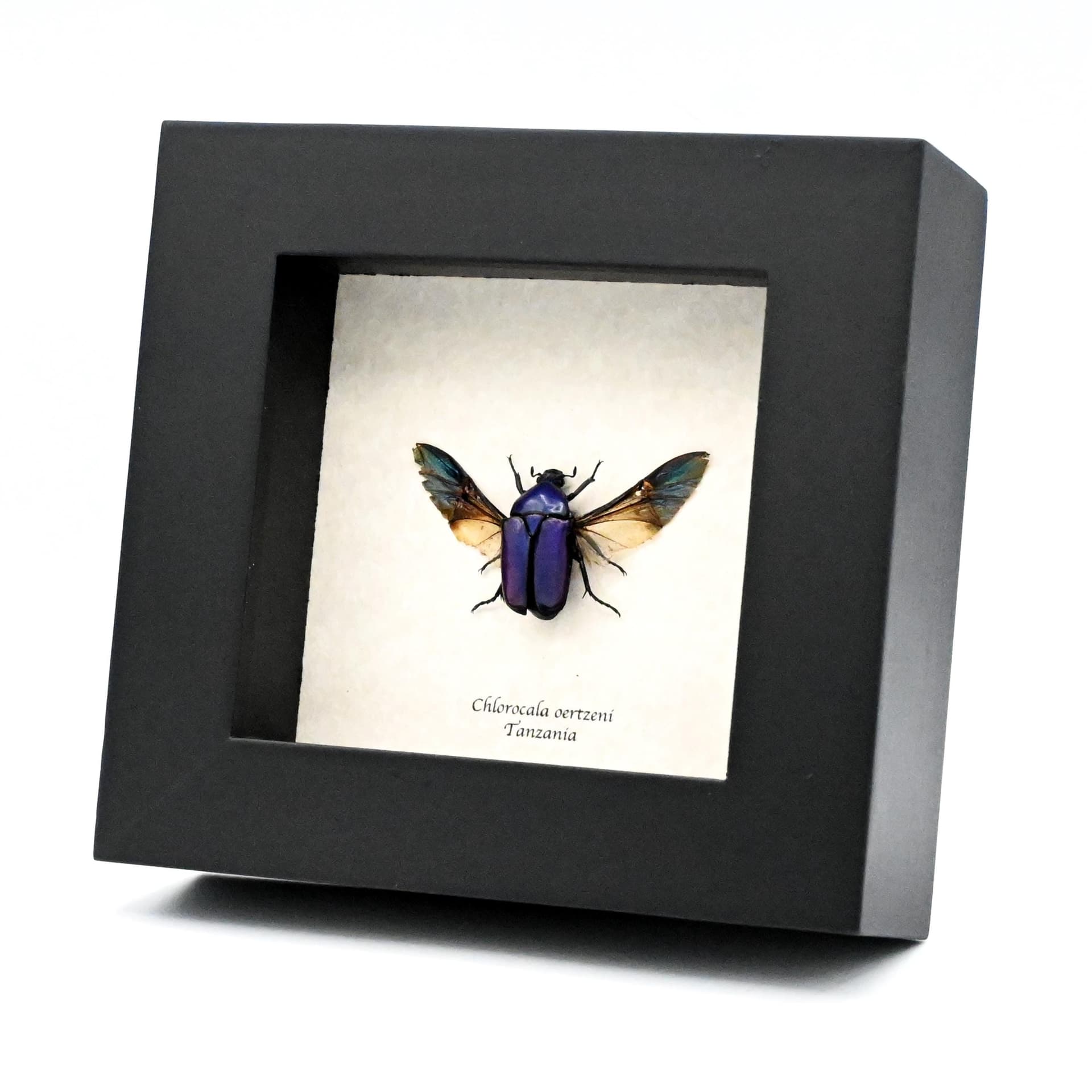 Real Purple Flower beetle framed taxidermy - Chlorocala oertzeni