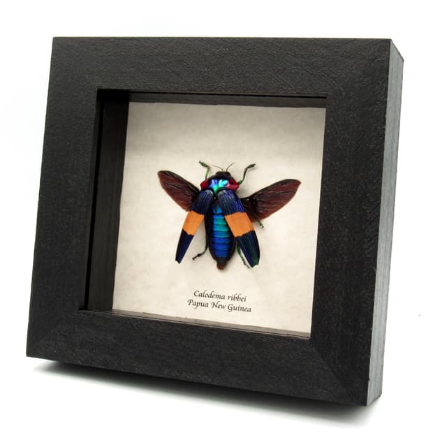 Very rare purple Jewel beetle framed specimen - Calodema ribbei
