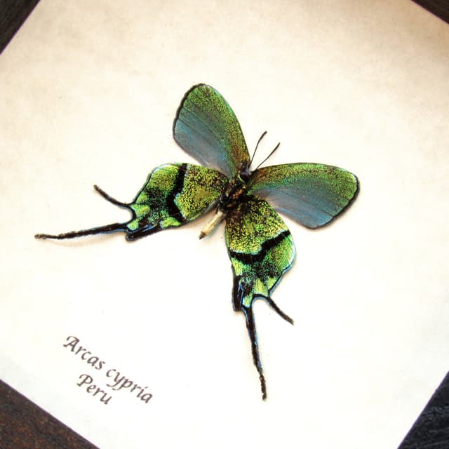 Rare metallic green Hairstreak butterfly framed taxidermy - Arcas cypria