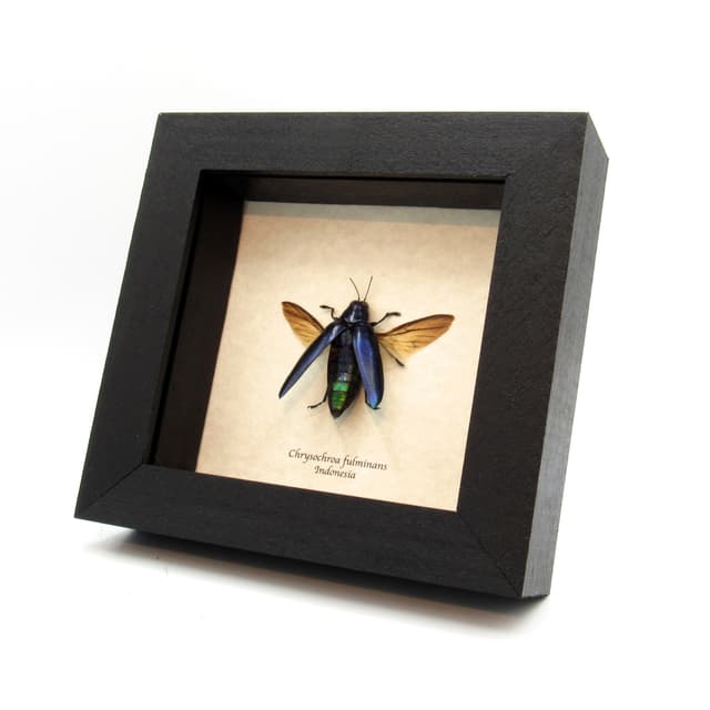 Real metallic purple beetle framed taxidermy - Chrysochroa fulminans